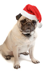 Fawn colored Pug with santa hat
