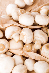 Mushrooms, champigion