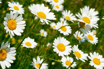 Fototapeta premium Camomile field