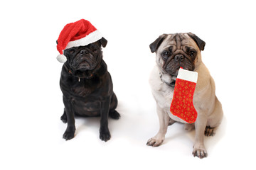 Pugs one with christmas santa claus hat and  other with boot