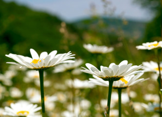 Camomile field