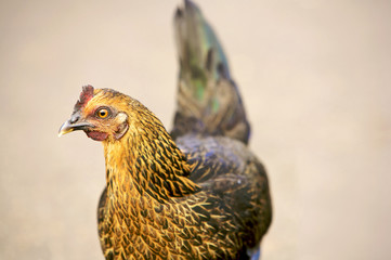Bright chicken running free in Kauai