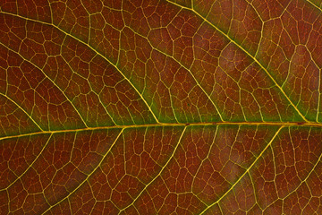 Naklejka na ściany i meble macro shot leaf
