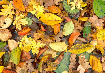 Autumn leaves background