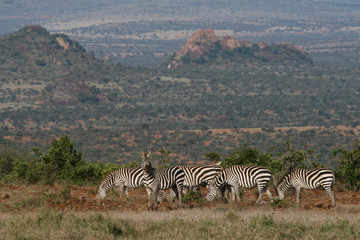 Plains zebra (Equus burchelli) landscape, Laikipia, Kenya