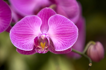 Fototapeta premium Colorful orchid flowers in the garden