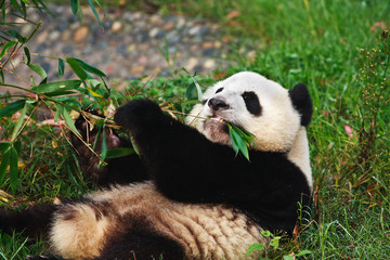 Fototapeta na wymiar Panda bear eating babmboo w Chengdu Hodowli Center Chinach