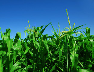 Fototapeta premium corn field over clear blue sky
