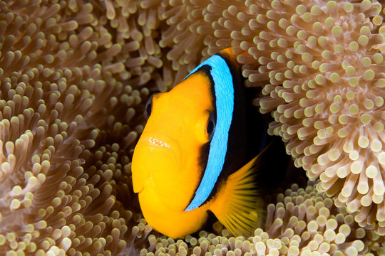 A clownfish sheltering among the tenacles of its anemone.