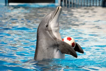 Fotobehang Dolfijnen spelen met een bal © philipus