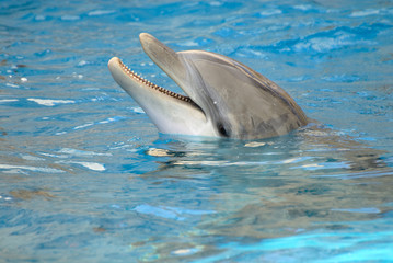 Dolphin closeup