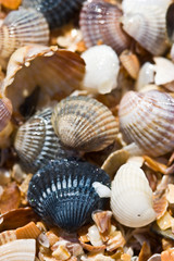 texture series: wet sea shell summer backg.round