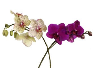 Naklejka na ściany i meble two orchids
