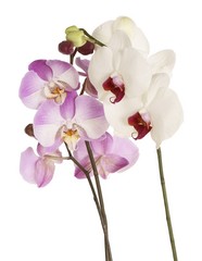white and pink orchid flowers