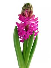 pink hyacinth spring flower