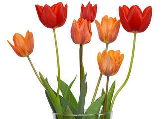 Tulip isolated on white background