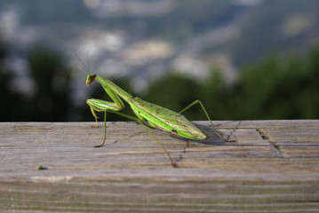 カマキリ