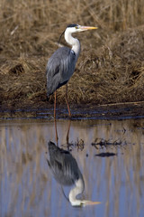 grey heron