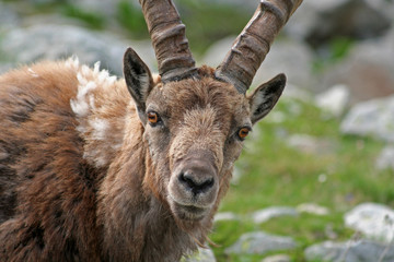 Portrait de bouquetin