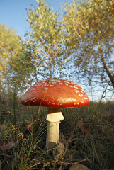 Fliegenpilz im Wald
