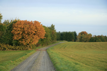 Naklejka premium Autumn Trees