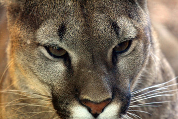 Naklejka premium puma