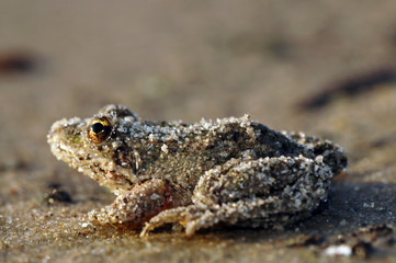 Sandfrosch