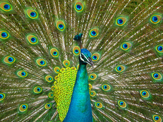 Fototapeta na wymiar Peacock showing off its feathers