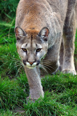 puma