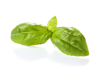 basil leaves isolated on white