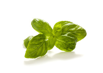bunch of basil leaves isolated on white