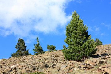 Pin à crochets,Camporells,Pyrénées orientales