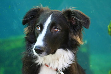 border collie