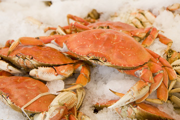 Fresh Dungeness crabs on ice in a seafood market