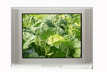TV and cabbage display ready for commercial use