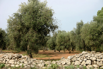 alberi olivo