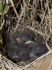 Nest