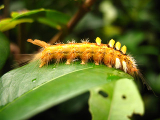 Caterpillar