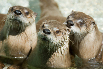 Three otters. Focus on the on in the middle.