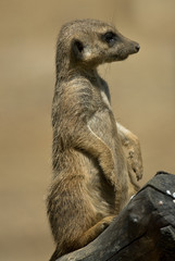 suricate standing on a branch