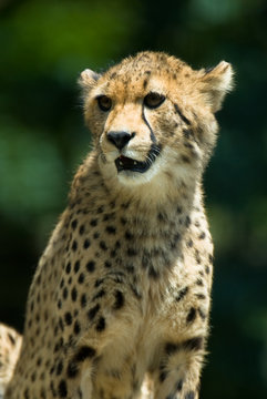 Observant cheetah with green background.
