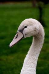 Schwan