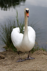 Obraz premium Schwan am Ufer