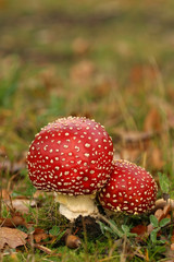 Two toadstools close together
