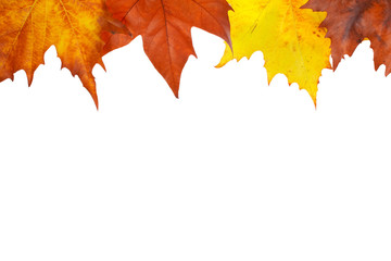 Maple leaves border  on white background. Space for text