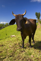 Un zébu noir curieux dans un champ de la Martinique