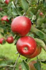 Red apples on the tree