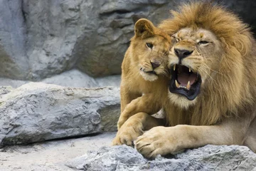 Poster de jardin Lion grand lion père et son fils jouant