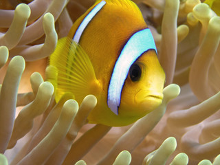 Anemone fish