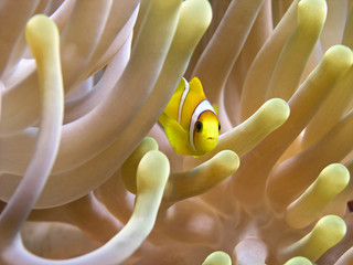 Very small anemone fish 1cm